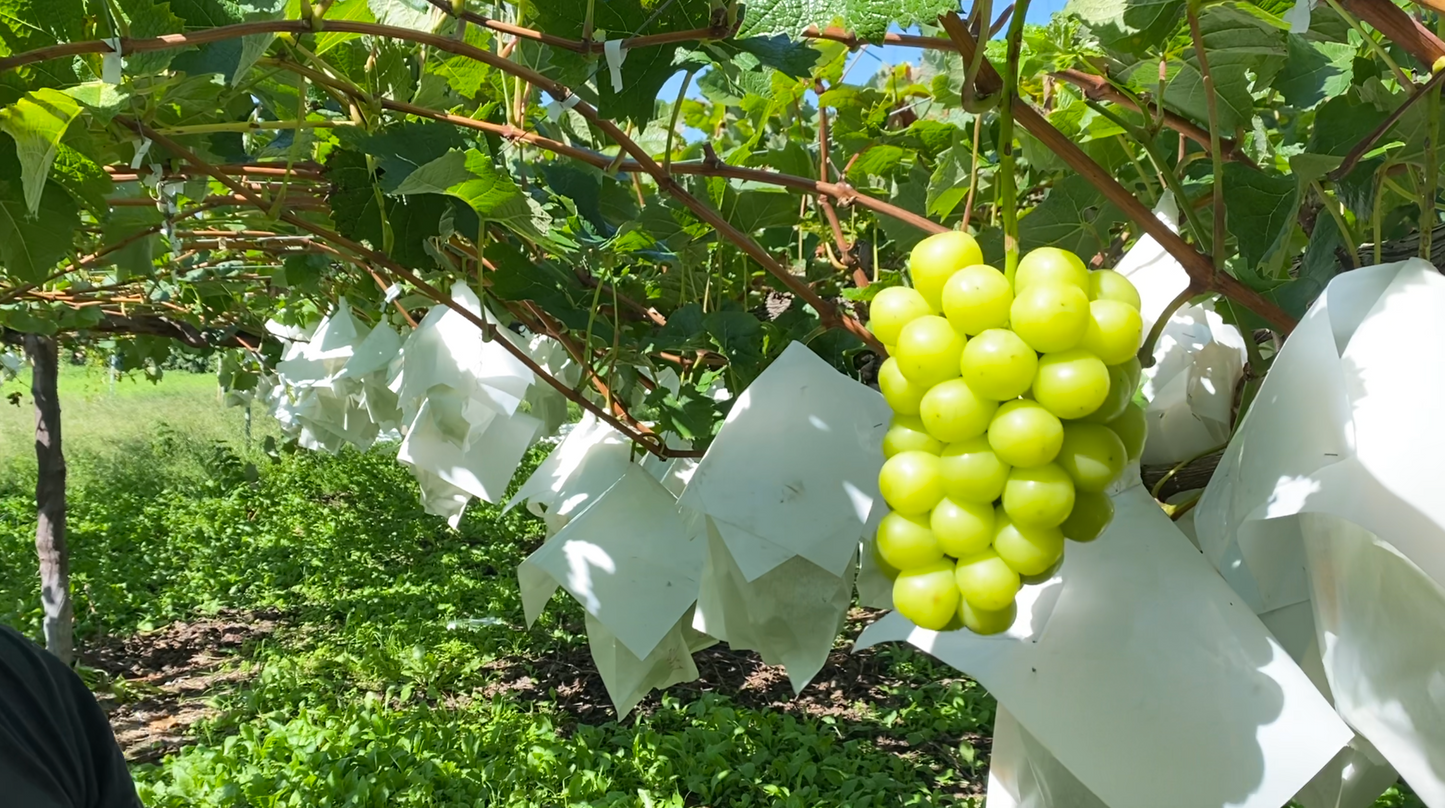 Nagano Shine Muscat (500g~599g)