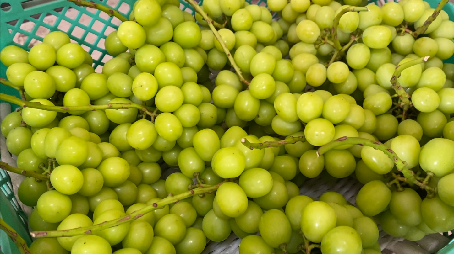 Nagano Shine Muscat (500g~599g)