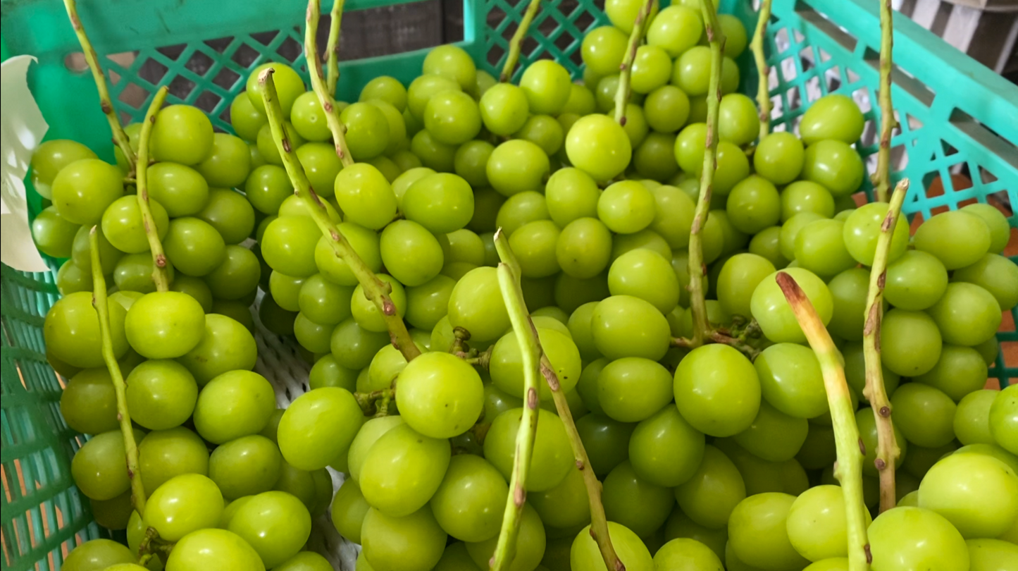 Nagano Shine Muscat (500g~599g)