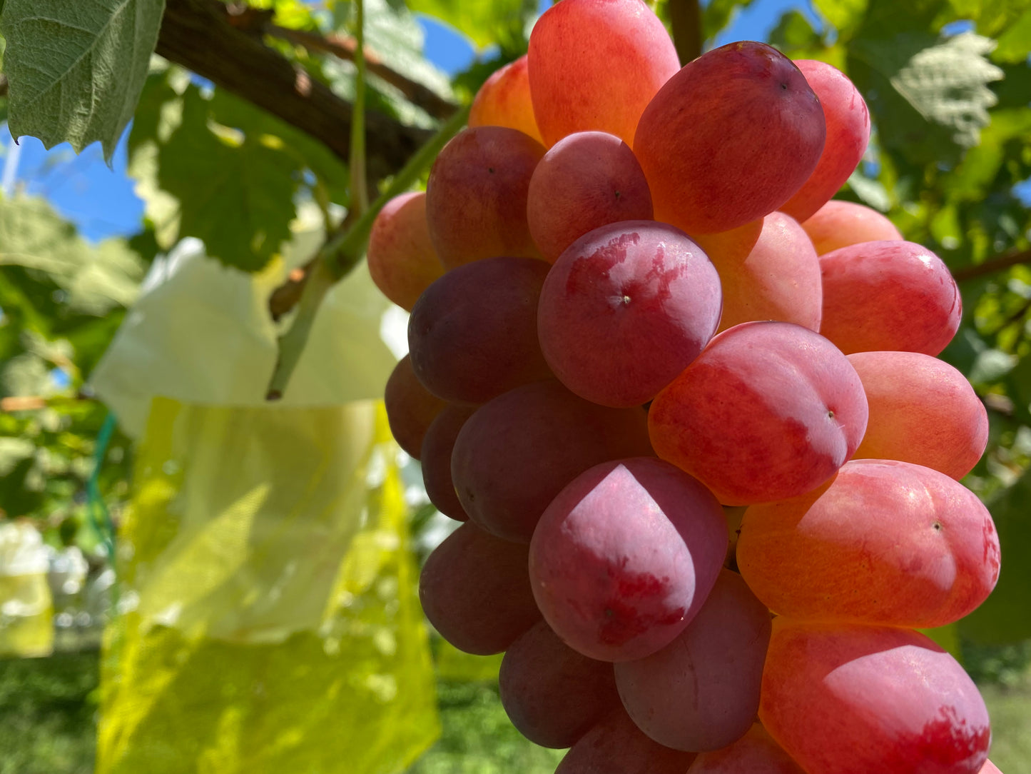 Nagano Shine Muscat (600g~699g)
