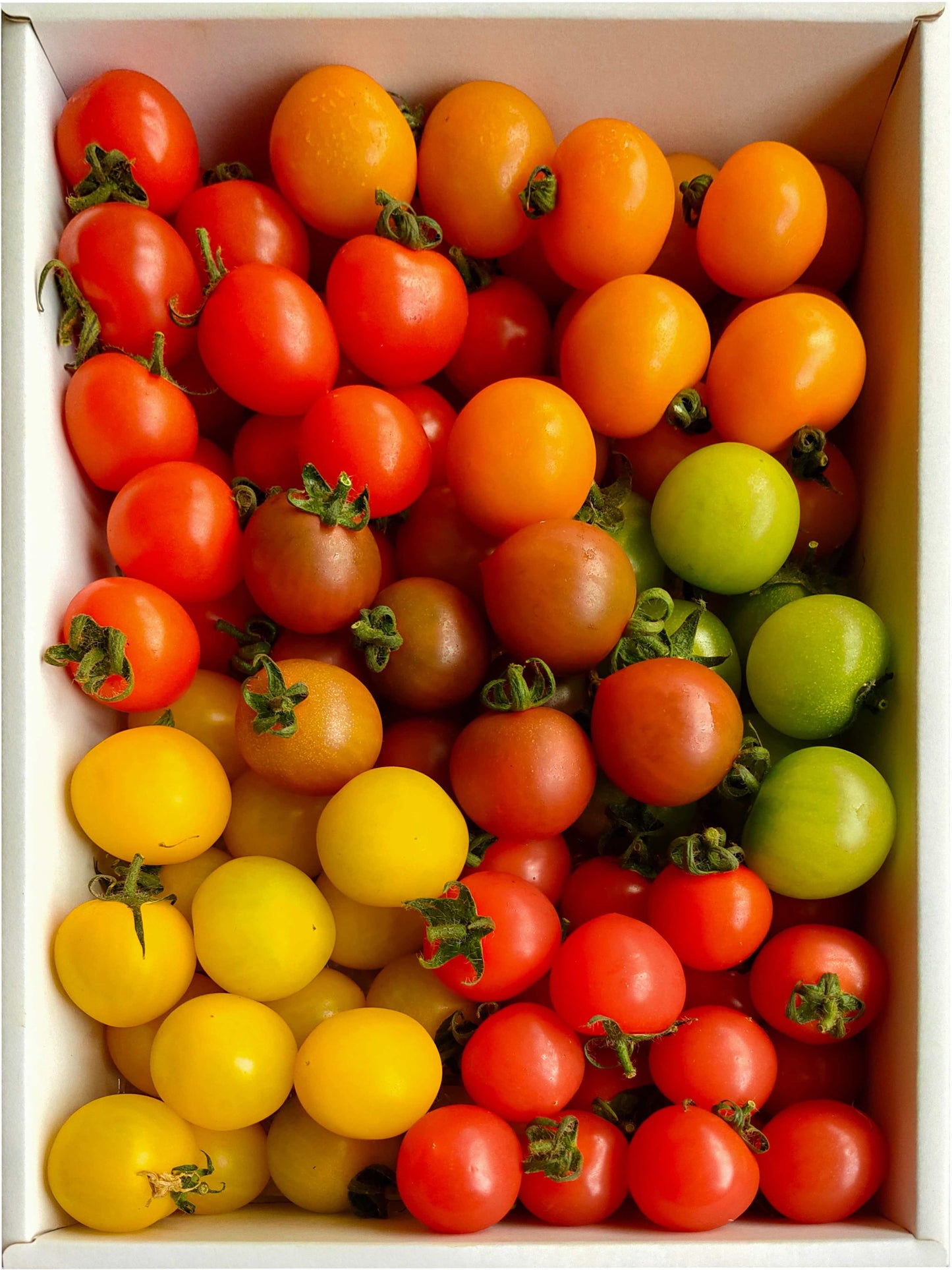 【現貨】日本長野県空運直送抵港-多彩Mini蕃茄Color Mini Tomato-長野県カラフルミニトマト-長野ベリーファーム
