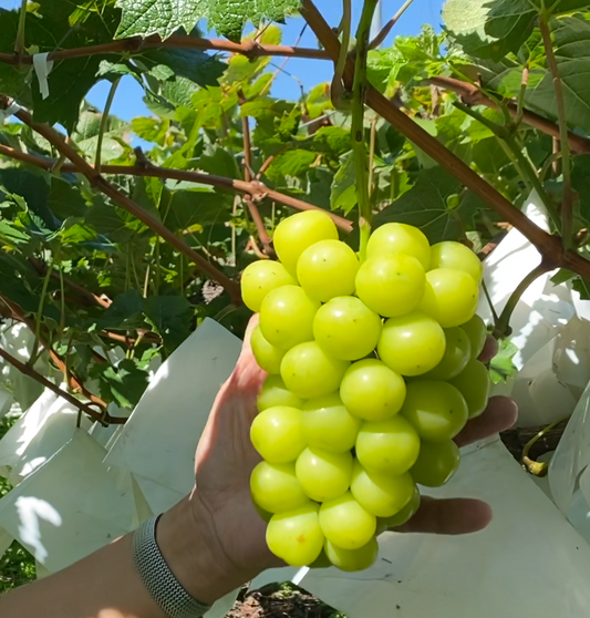 Nagano Shine Muscat (500g~599g)