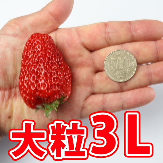 【現貨】日本長野県空運直送抵港-紅臉頰-紅ほっぺ士多啤梨LLL超特大-長野ベリーファーム(Nagano Berry Farm)提供