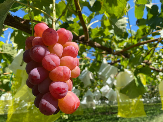 Nagano Shine Muscat (600g~699g)