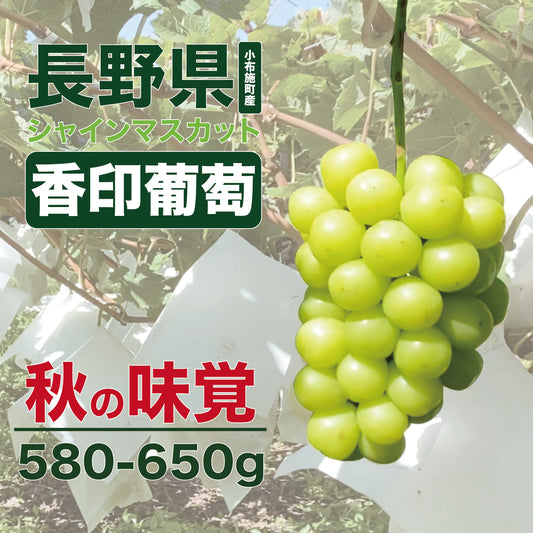 秋味のない木熟した長野線香-（500g〜599g）